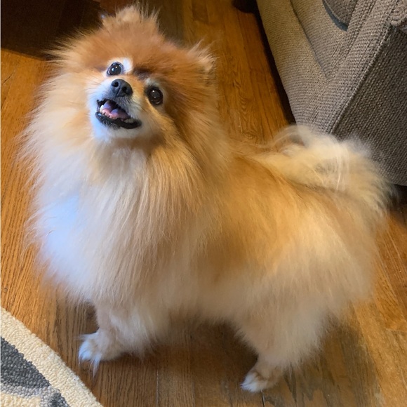 Meet your Posher, Jan - Picture 6 of 16